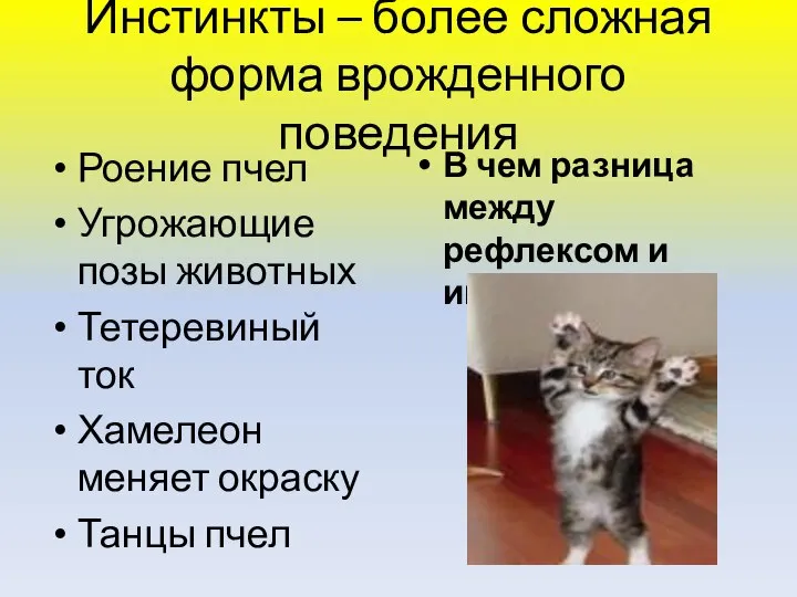 Инстинкты – более сложная форма врожденного поведения Роение пчел Угрожающие позы