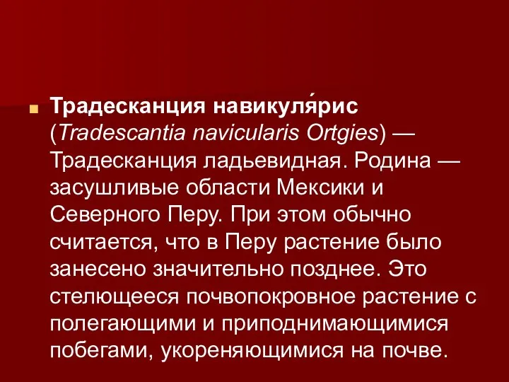 Традесканция навикуля́рис (Tradescantia navicularis Ortgies) — Традесканция ладьевидная. Родина — засушливые