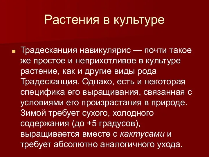 Растения в культуре Традесканция навикулярис — почти такое же простое и