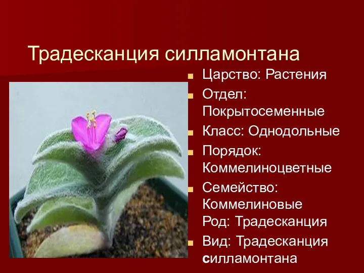 Традесканция силламонтана Царство: Растения Отдел: Покрытосеменные Класс: Однодольные Порядок: Коммелиноцветные Семейство: