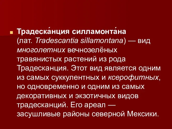 Традеска́нция силламонта́на (лат. Tradescantia sillamontana) — вид многолетних вечнозелёных травянистых растений