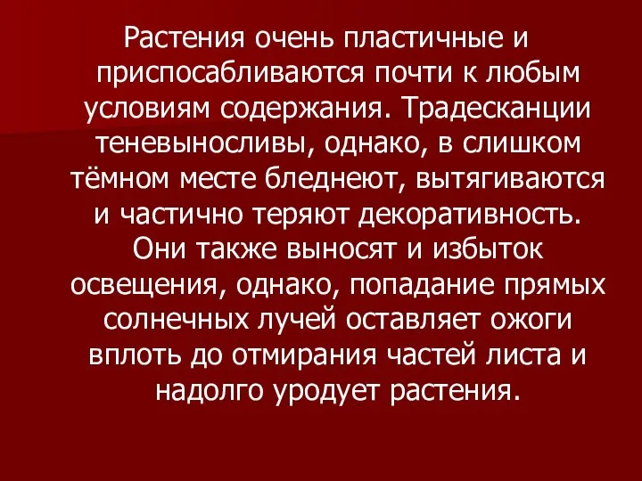 Растения очень пластичные и приспосабливаются почти к любым условиям содержания. Традесканции