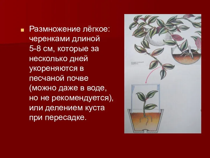 Размножение лёгкое: черенками длиной 5-8 см, которые за несколько дней укореняются