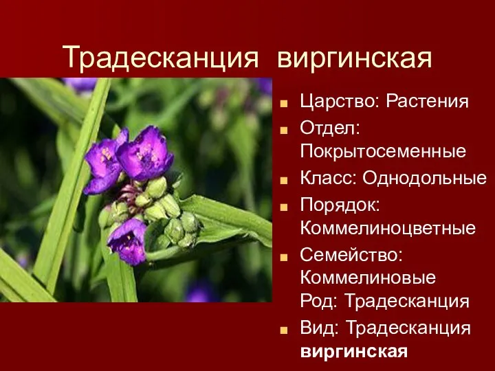 Традесканция виргинская Царство: Растения Отдел: Покрытосеменные Класс: Однодольные Порядок:Коммелиноцветные Семейство: Коммелиновые Род: Традесканция Вид: Традесканция виргинская