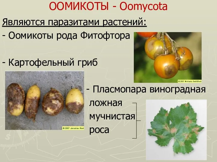 ООМИКОТЫ - Oomycota Являются паразитами растений: - Оомикоты рода Фитофтора -