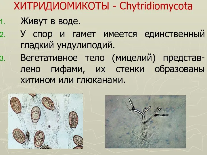 ХИТРИДИОМИКОТЫ - Chytridiomycota Живут в воде. У спор и гамет имеется