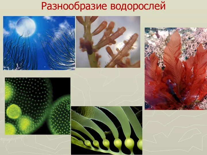 Разнообразие водорослей