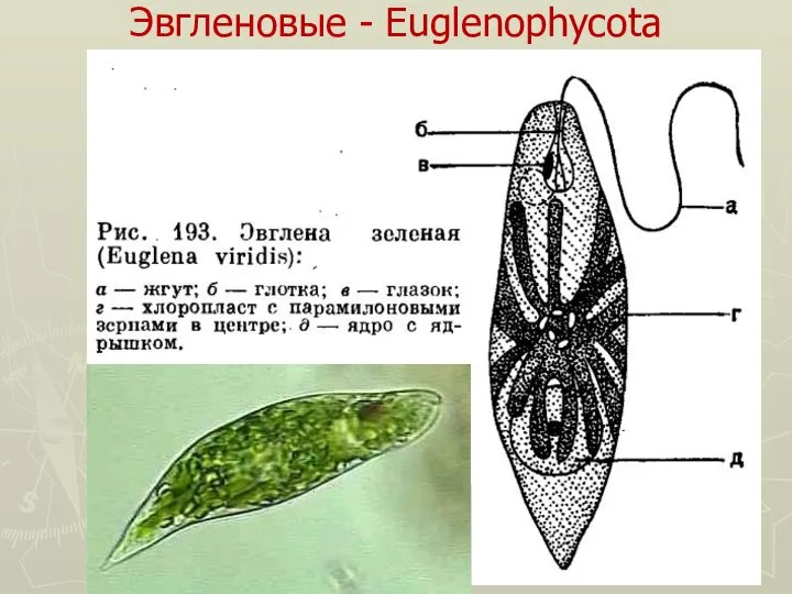 Эвгленовые - Euglenophycota