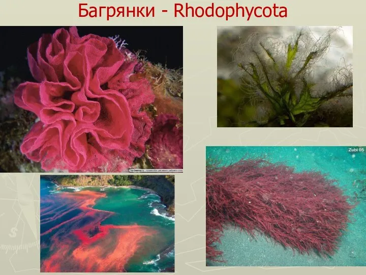 Багрянки - Rhodophycota