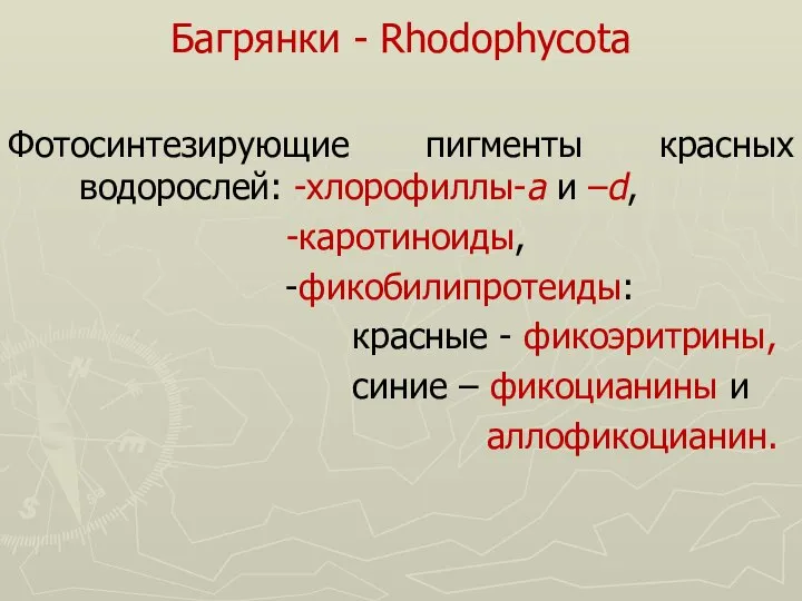 Багрянки - Rhodophycota Фотосинтезирующие пигменты красных водорослей: -хлорофиллы-a и –d, -каротиноиды,