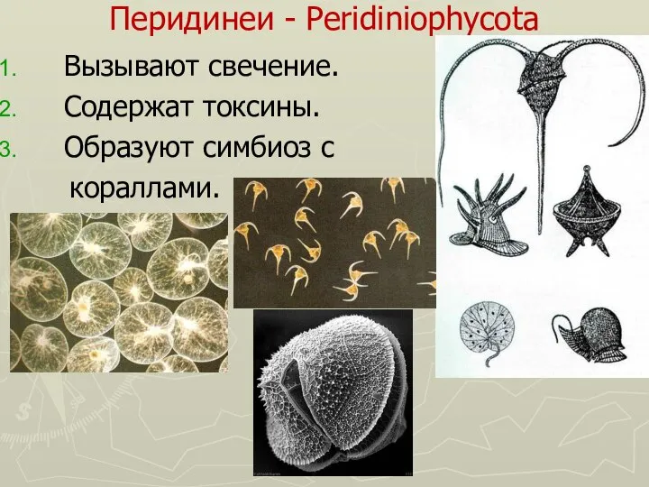 Перидинеи - Peridiniophycota Вызывают свечение. Содержат токсины. Образуют симбиоз с кораллами.