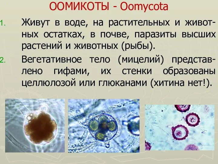 ООМИКОТЫ - Oomycota Живут в воде, на растительных и живот-ных остатках,