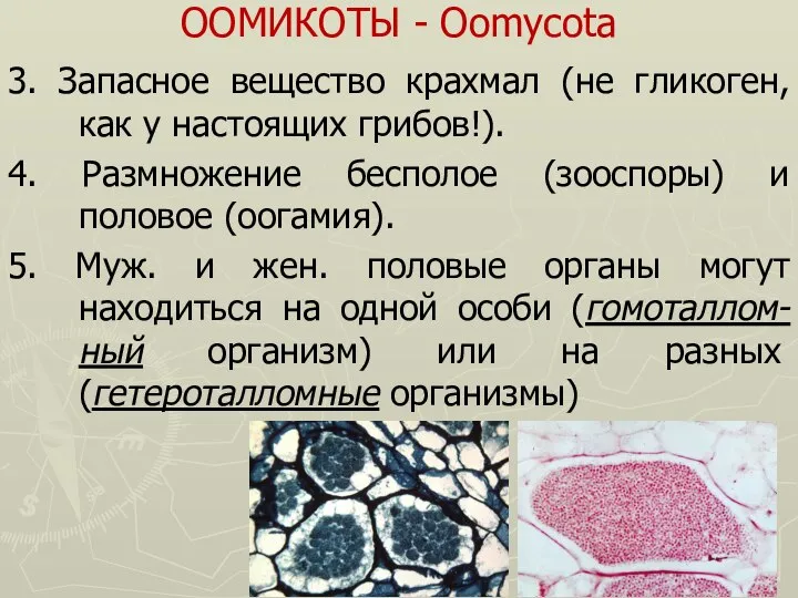 ООМИКОТЫ - Oomycota 3. Запасное вещество крахмал (не гликоген, как у