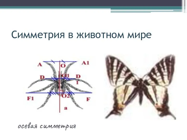 Симметрия в животном мире осевая симметрия