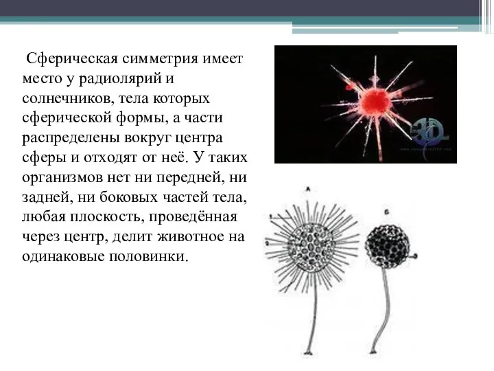 Сферическая симметрия имеет место у радиолярий и солнечников, тела которых сферической