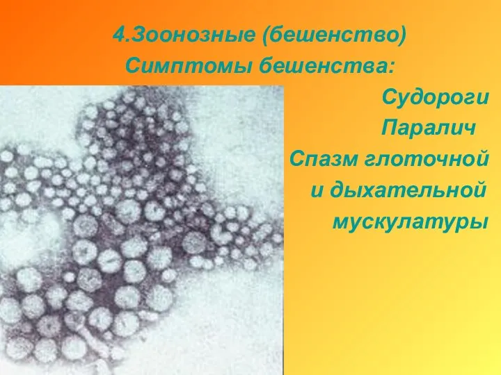 4.Зоонозные (бешенство) Симптомы бешенства: Судороги Паралич Спазм глоточной и дыхательной мускулатуры