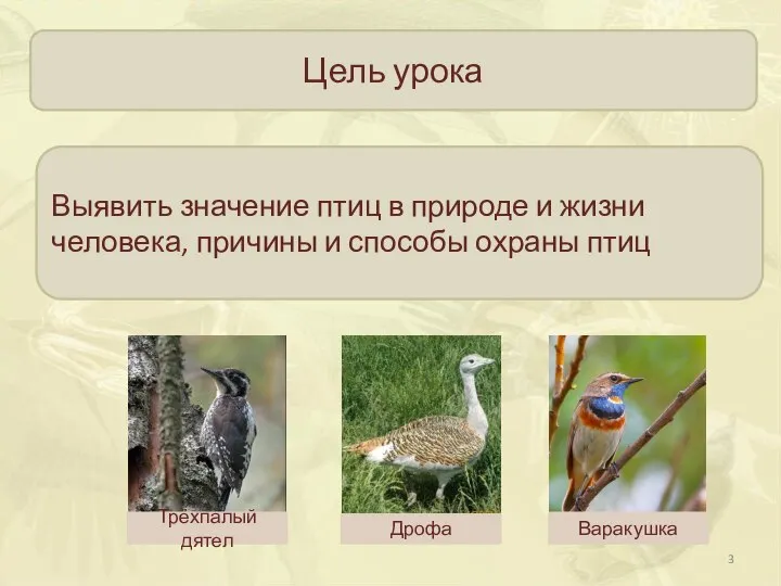 Цель урока Выявить значение птиц в природе и жизни человека, причины