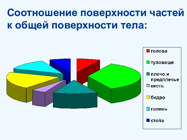 Соотношение поверхности частей к общей поверхности тела: