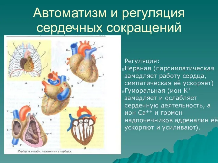 Автоматизм и регуляция сердечных сокращений Регуляция: Нервная (парсимпатическая замедляет работу сердца,