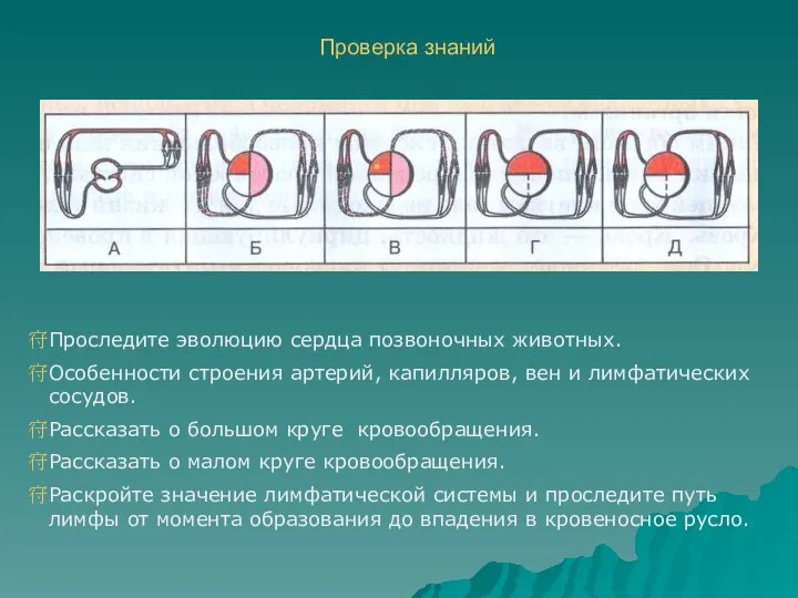 Проверка знаний Проследите эволюцию сердца позвоночных животных. Особенности строения артерий, капилляров,