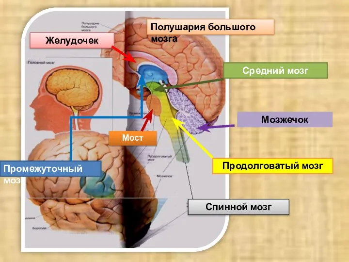Полушария большого мозга Промежуточный мозг Средний мозг Продолговатый мозг Мозжечок Спинной мозг Мост Желудочек