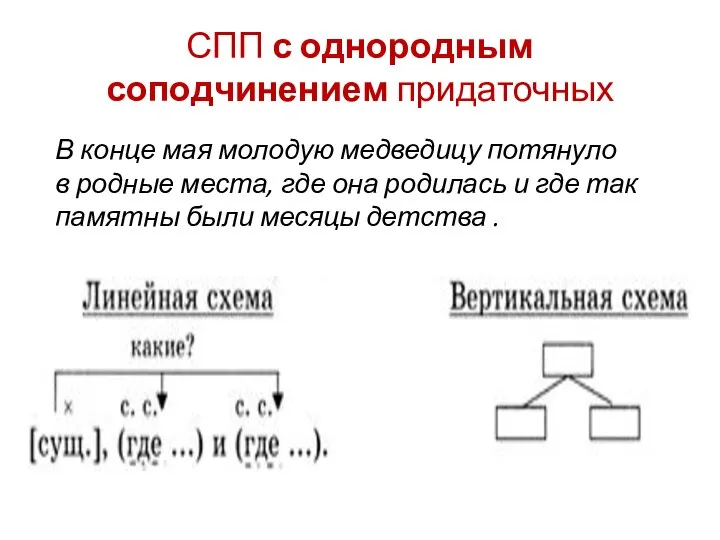 СПП с однородным соподчинением придаточных В конце мая молодую медведицу потянуло