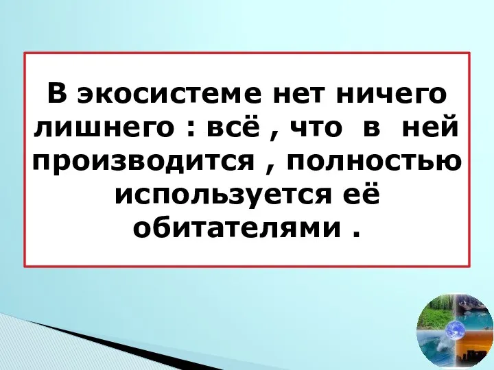 В экосистеме нет ничего лишнего : всё , что в ней