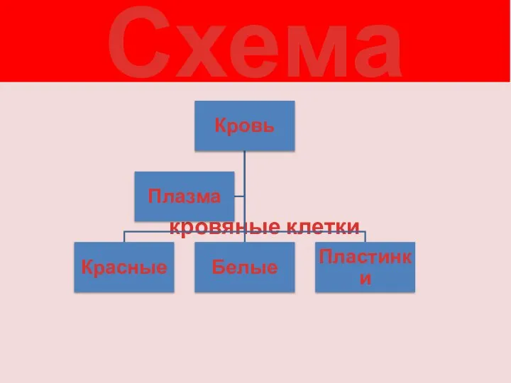 Схема кровяные клетки