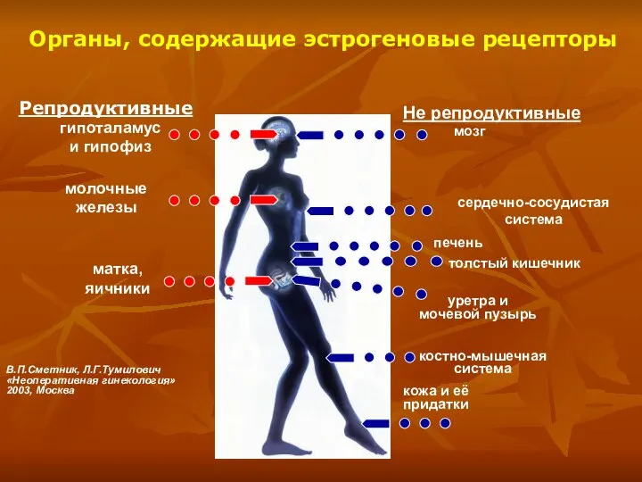 Органы, содержащие эстрогеновые рецепторы Репродуктивные Не репродуктивные гипоталамус и гипофиз молочные