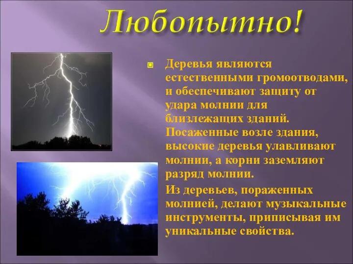 Деревья являются естественными громоотводами, и обеспечивают защиту от удара молнии для