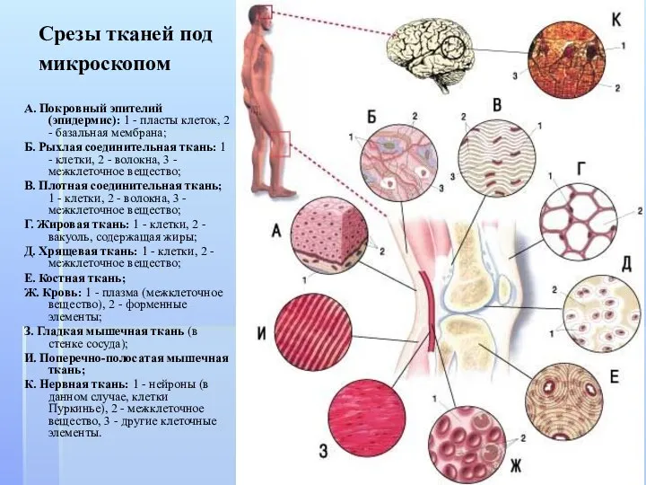 Срезы тканей под микроскопом А. Покровный эпителий (эпидермис): 1 - пласты