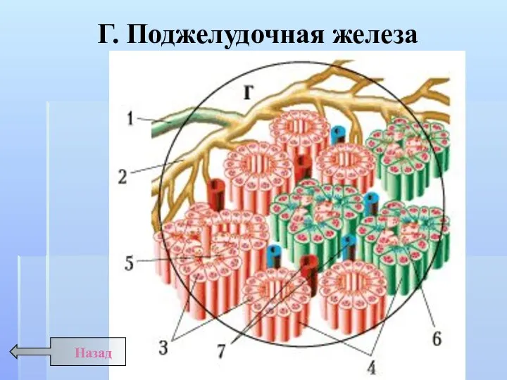 Г. Поджелудочная железа Назад