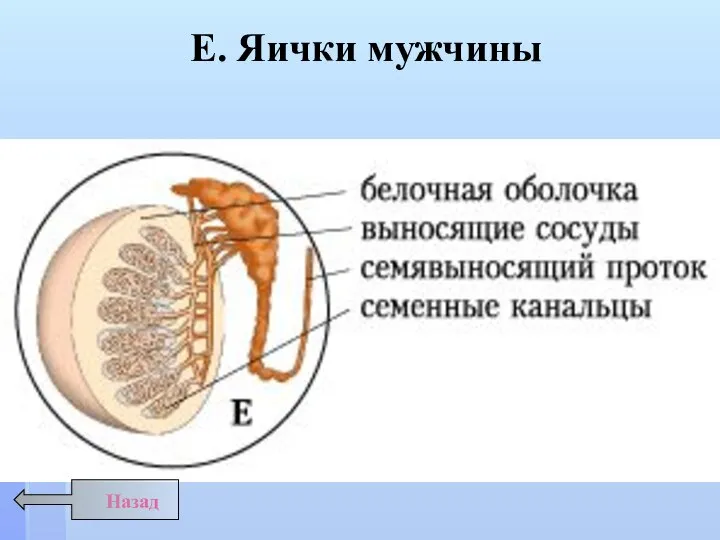 Е. Яички мужчины Назад