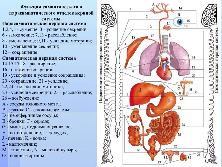 Функция симпатического и парасимпатического отделов нервной системы. Парасимпатическая нервная система 1,2,4,5