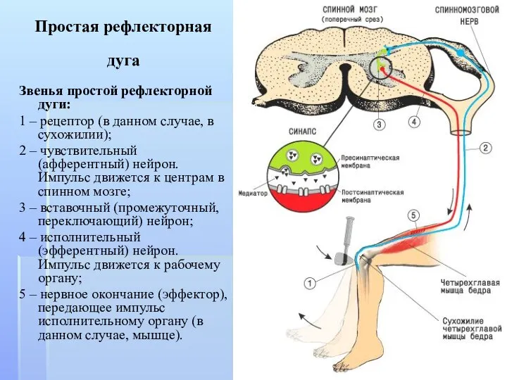 Простая рефлекторная дуга Звенья простой рефлекторной дуги: 1 – рецептор (в