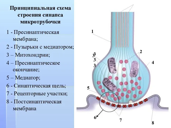 1 - Пресинаптическая мембрана; 2 - Пузырьки с медиатором; 3 –