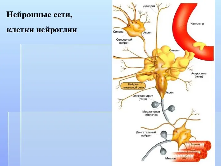 Нейронные сети, клетки нейроглии