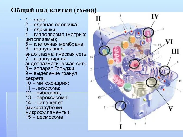 1 – ядро; 2 – ядерная оболочка; 3 – ядрышки; 4