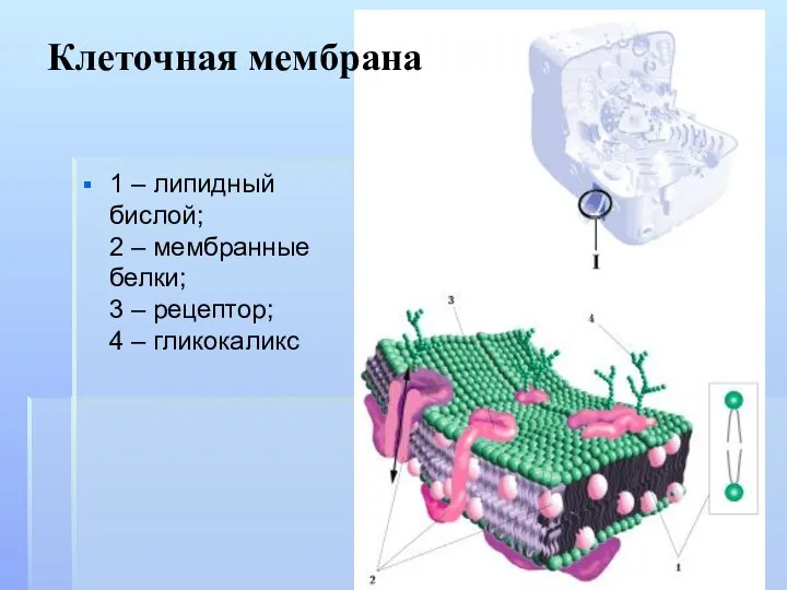 1 – липидный бислой; 2 – мембранные белки; 3 – рецептор; 4 – гликокаликс Клеточная мембрана