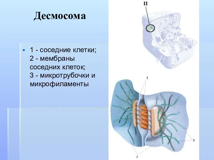 Десмосома 1 - соседние клетки; 2 - мембраны соседних клеток; 3 - микротрубочки и микрофиламенты