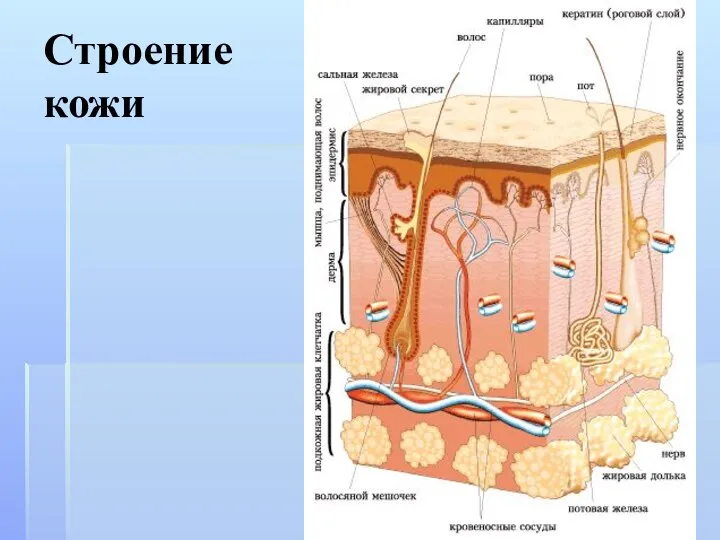 Строение кожи