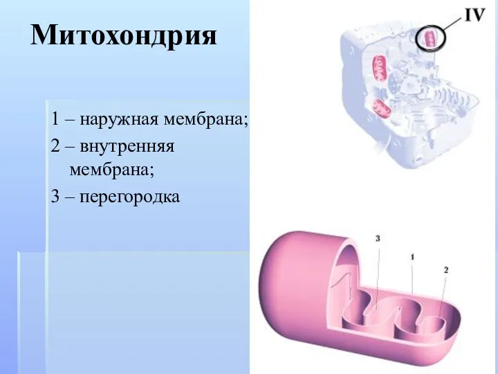 Митохондрия 1 – наружная мембрана; 2 – внутренняя мембрана; 3 – перегородка