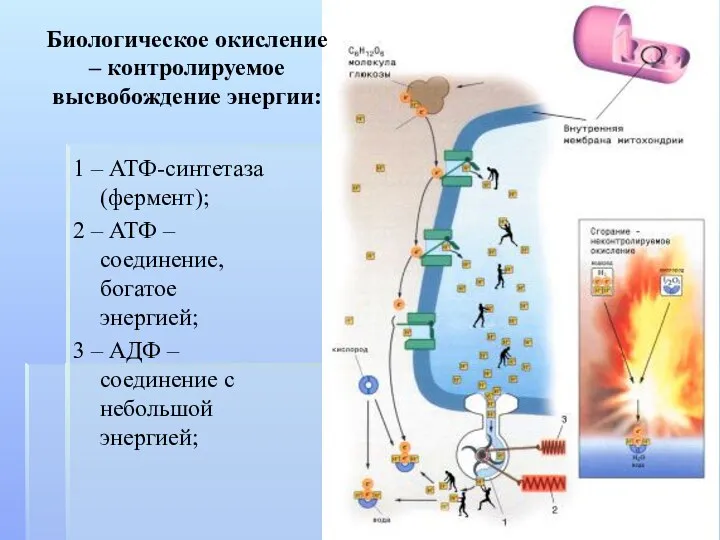 1 – АТФ-синтетаза (фермент); 2 – АТФ – соединение, богатое энергией;