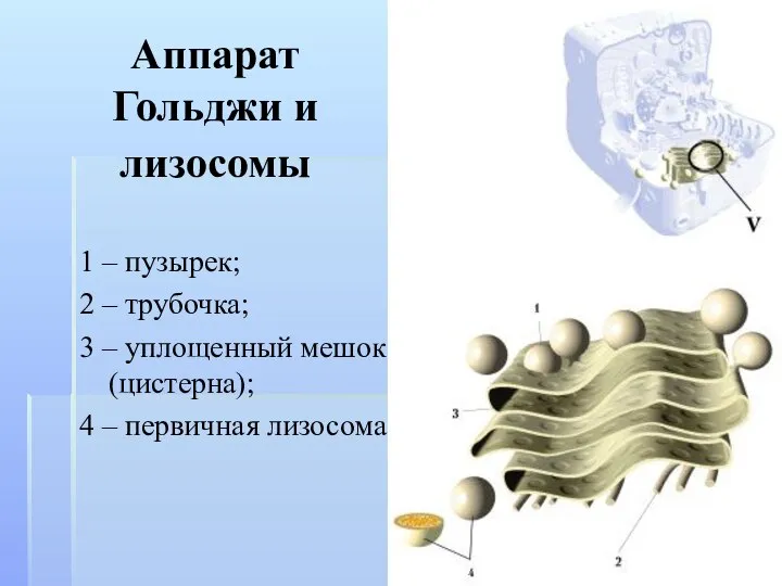 Аппарат Гольджи и лизосомы 1 – пузырек; 2 – трубочка; 3