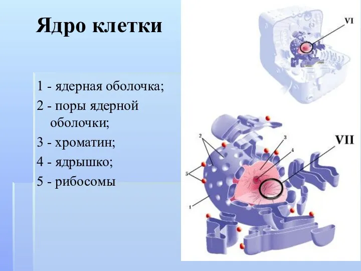 Ядро клетки 1 - ядерная оболочка; 2 - поры ядерной оболочки;