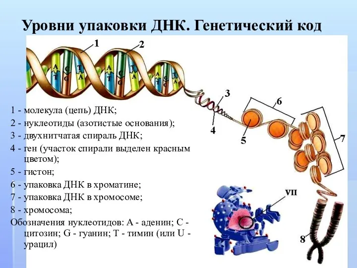 Уровни упаковки ДНК. Генетический код 1 - молекула (цепь) ДНК; 2