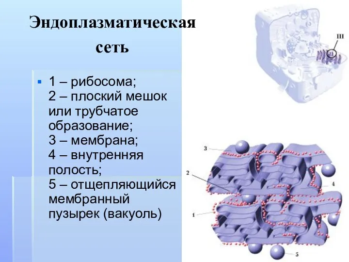 1 – рибосома; 2 – плоский мешок или трубчатое образование; 3