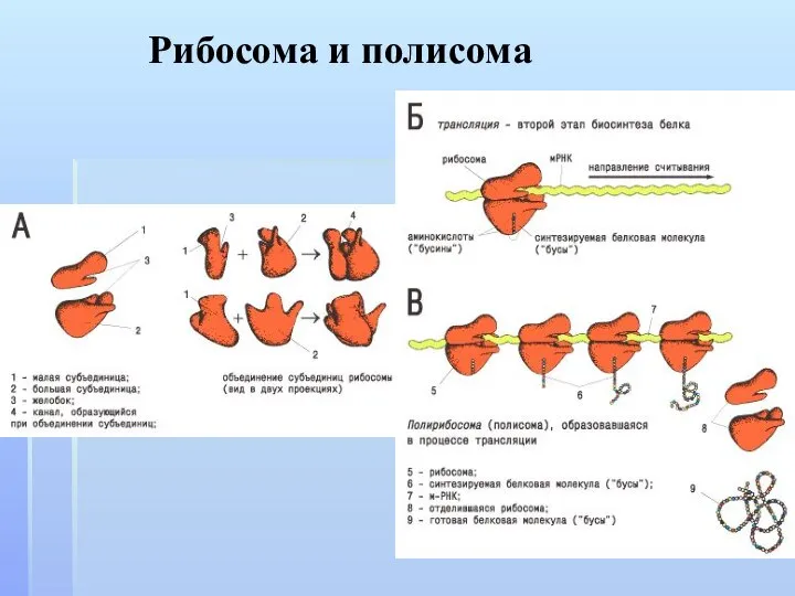 Рибосома и полисома