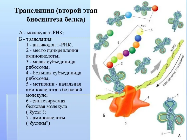 А - молекула т-РНК; Б - трансляция. 1 - антикодон т-РНК;