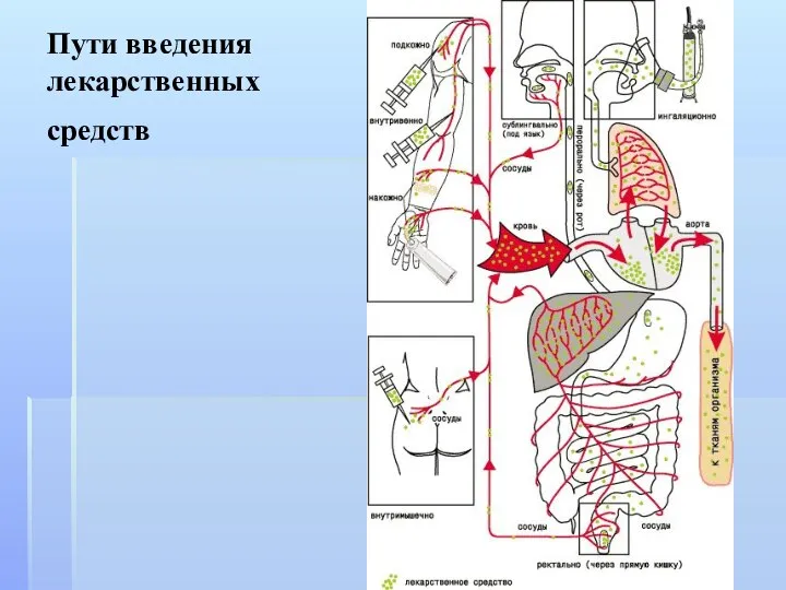 Пути введения лекарственных средств